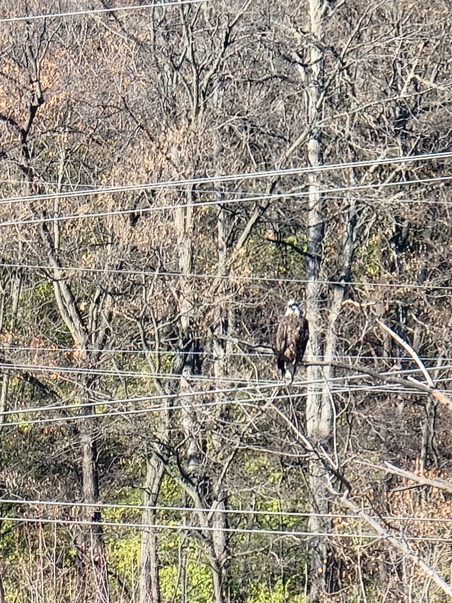Bald Eagle - ML645764694