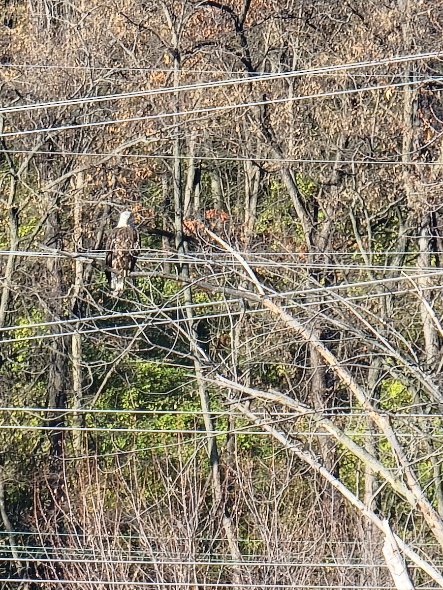 Bald Eagle - ML645764696