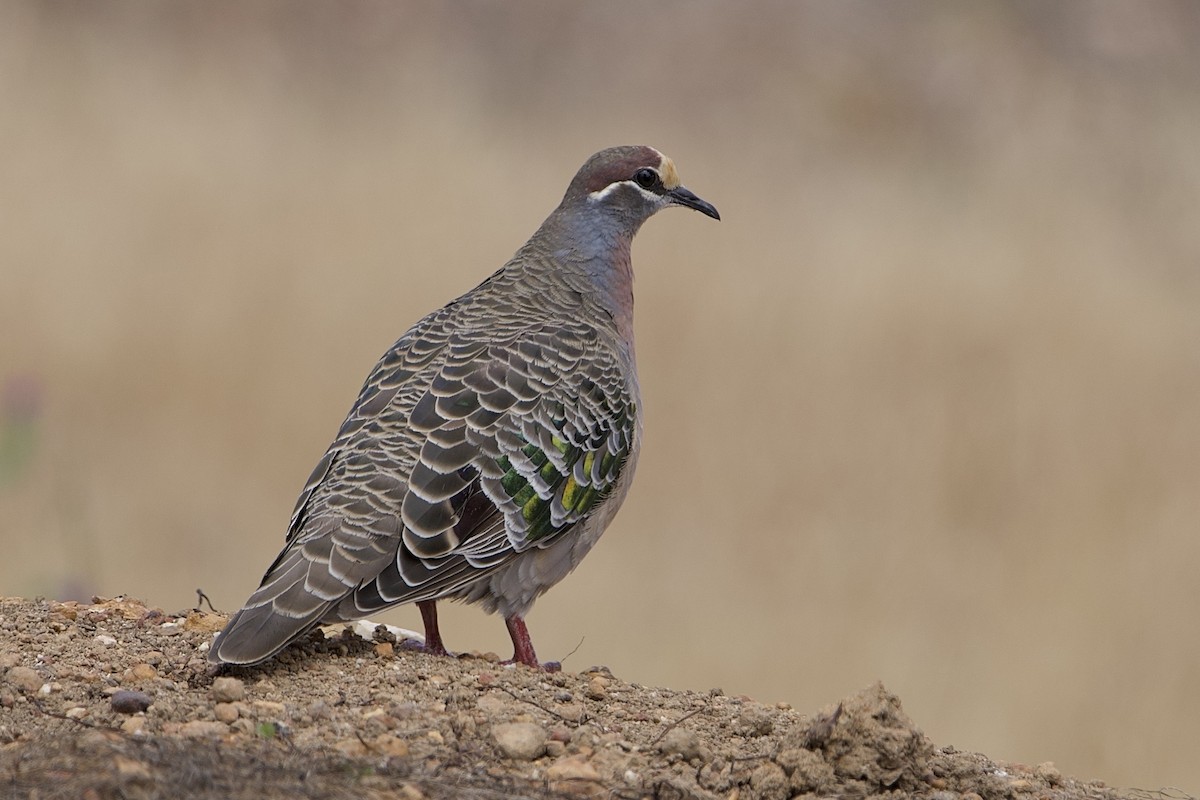 Common Bronzewing - ML645764697