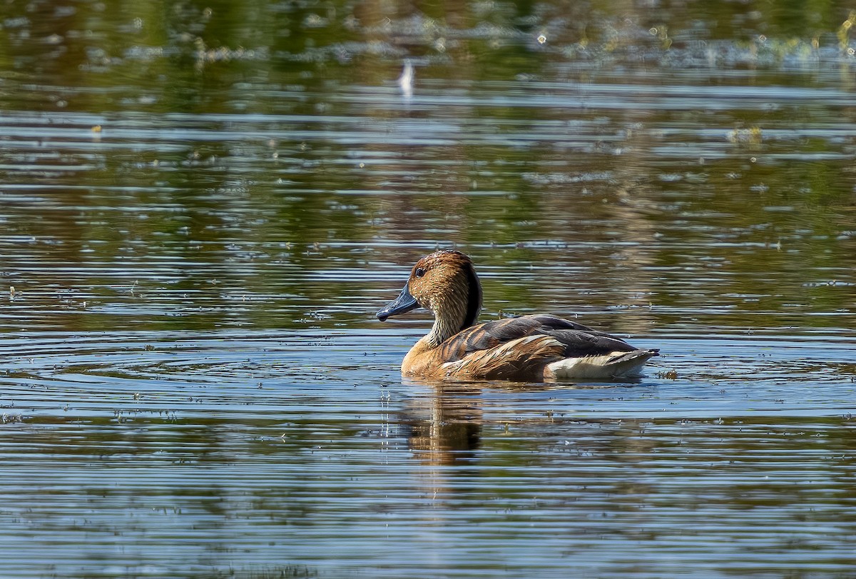 Dendrocigna fulva - ML645764698