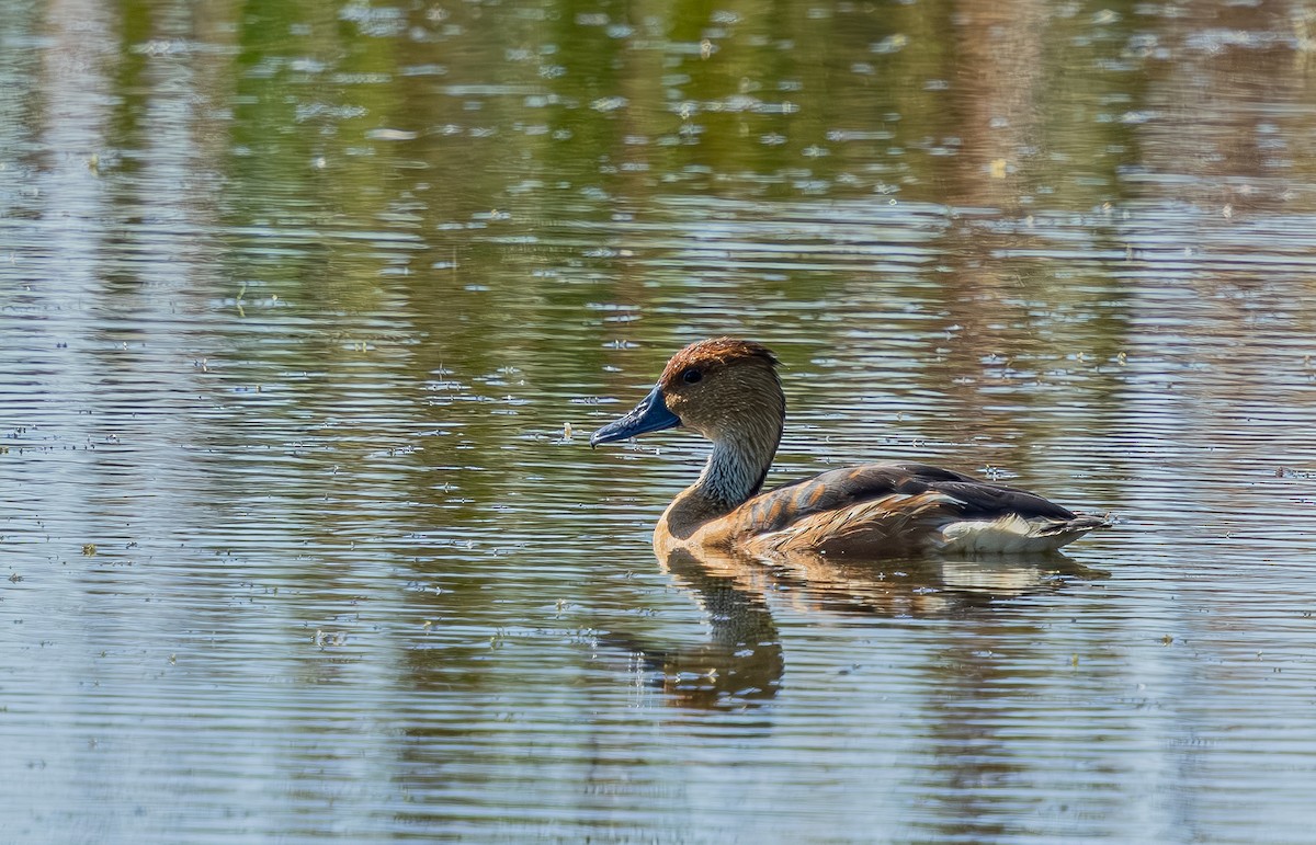 Dendrocigna fulva - ML645764699