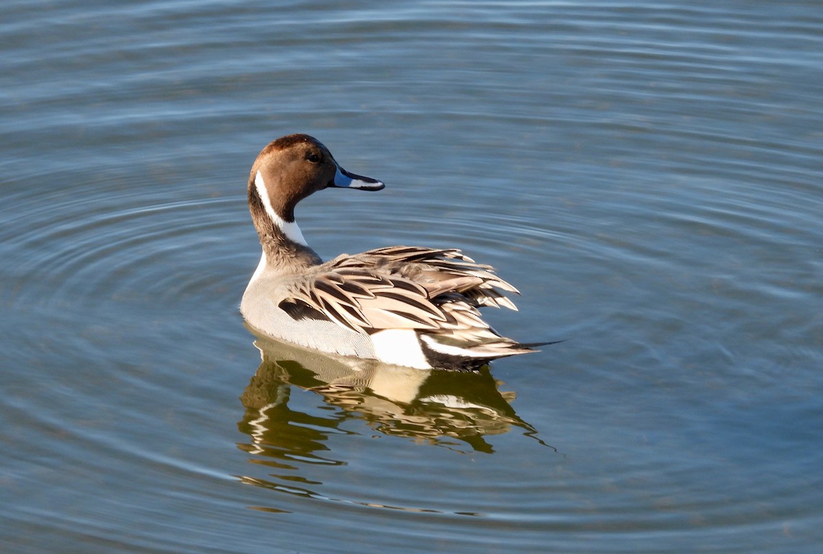 Codone - ML645764700