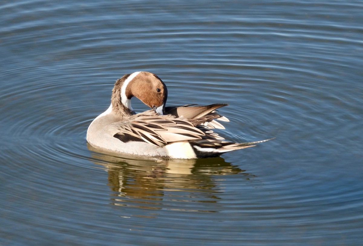 Codone - ML645764701