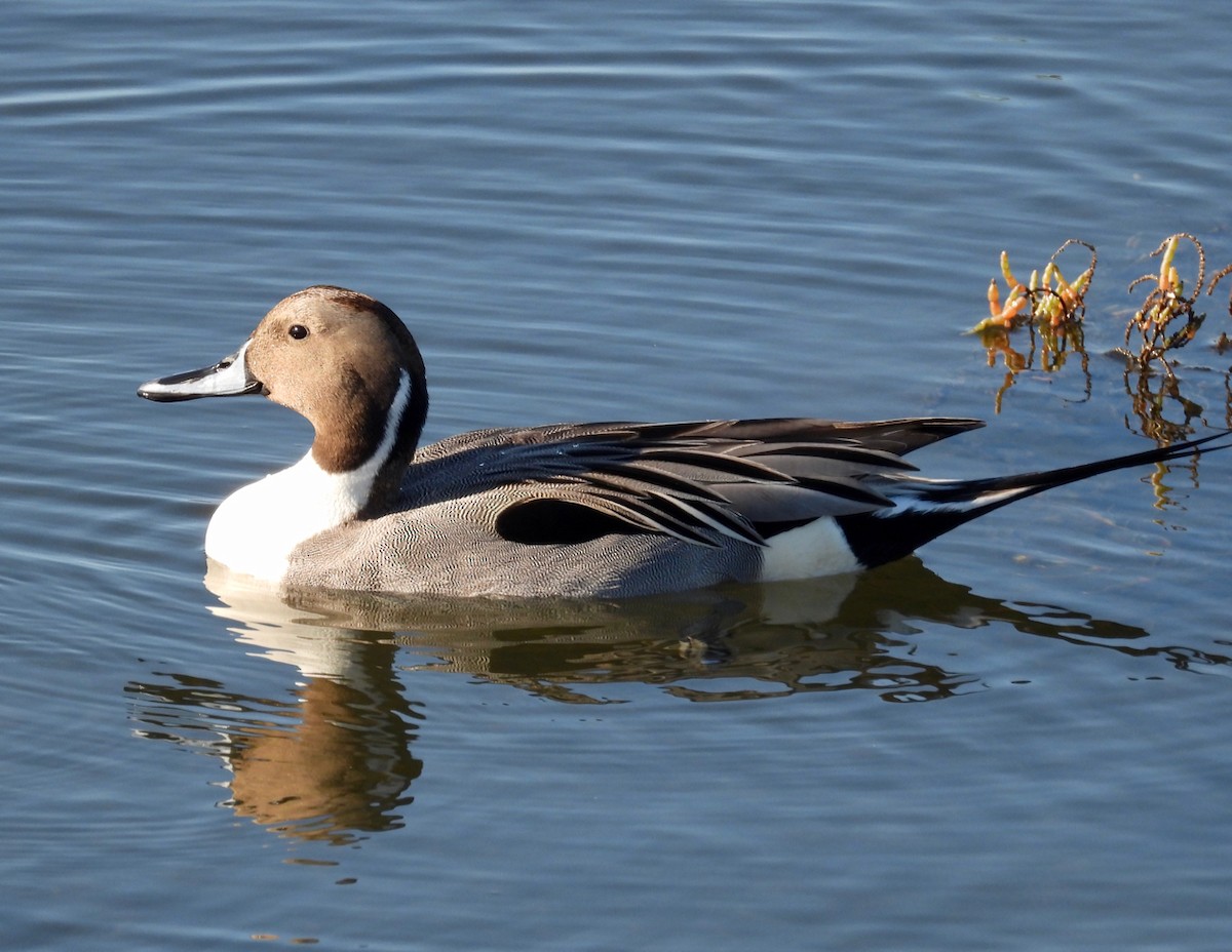 Codone - ML645764702