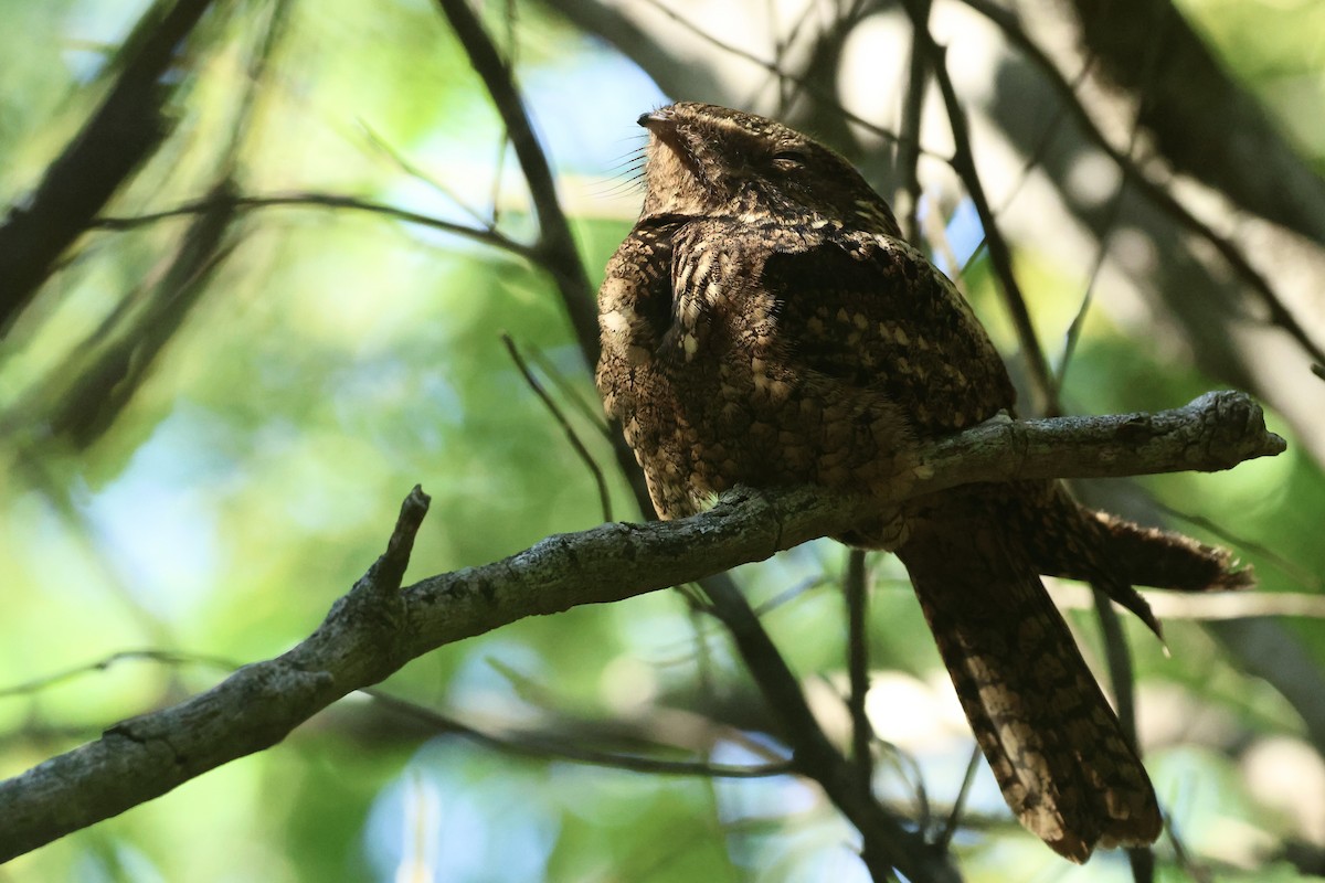 Chuck-will's-widow - ML645764703