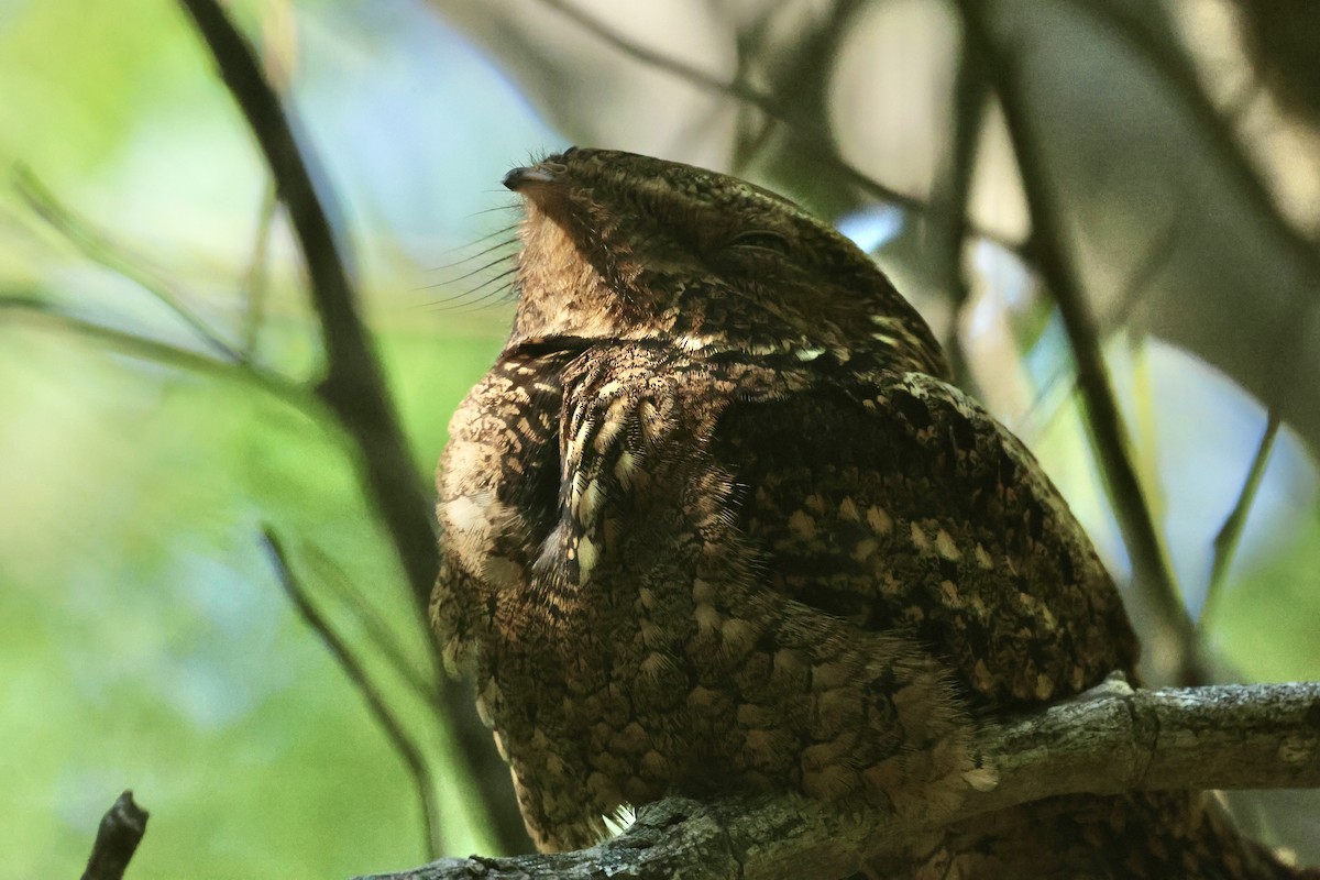 Chuck-will's-widow - ML645764704