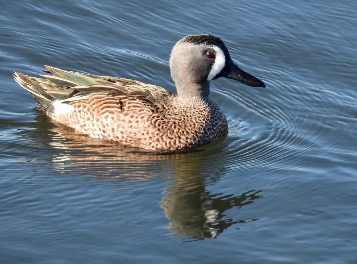 Marzaiola americana - ML645764717