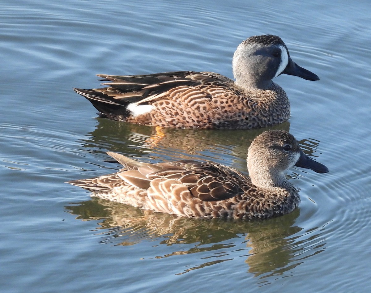 Marzaiola americana - ML645764718