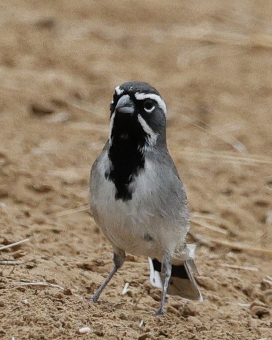 Black-throated Sparrow - ML645764723