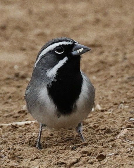 Black-throated Sparrow - ML645764724