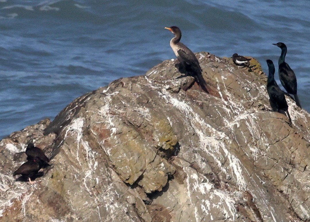 Tournepierre noir - ML645764725