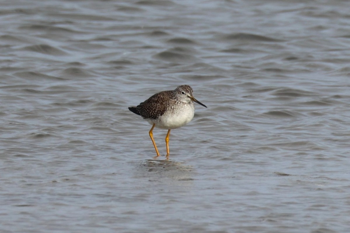 Greater Yellowlegs - ML645764728