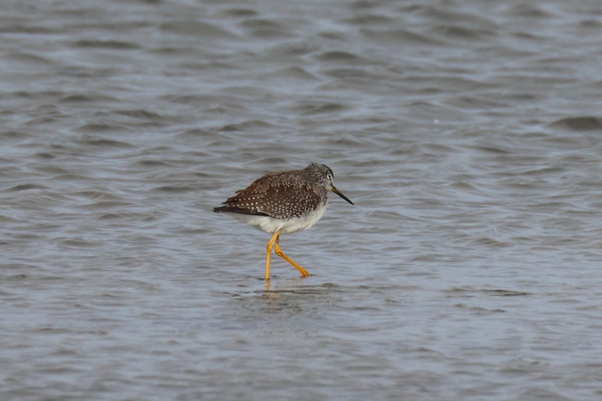 Greater Yellowlegs - ML645764729