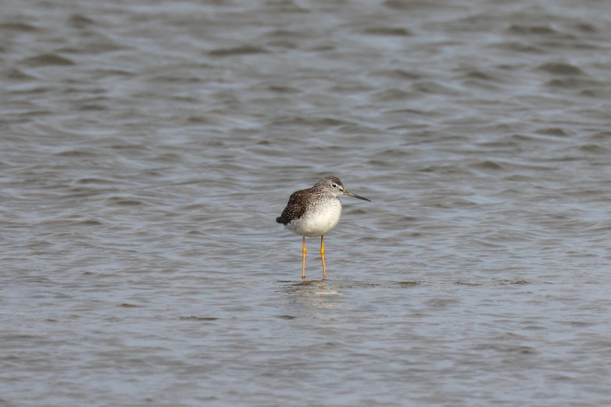 Greater Yellowlegs - ML645764730