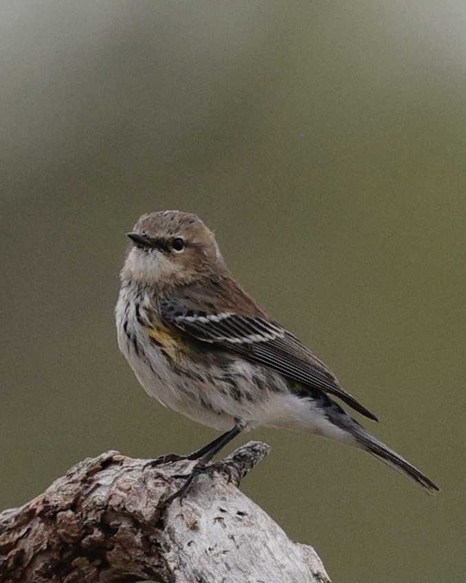 סבכון הכתר - ML645764745
