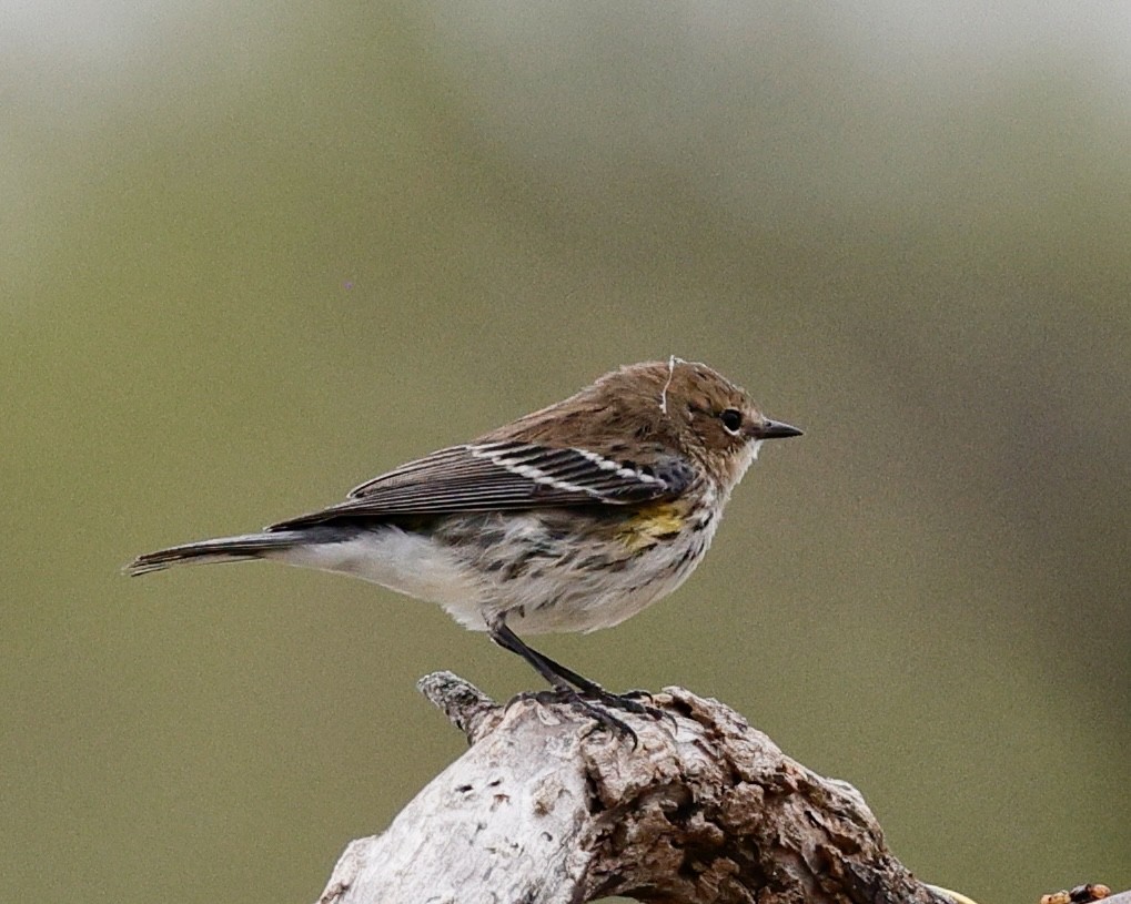 סבכון הכתר - ML645764746