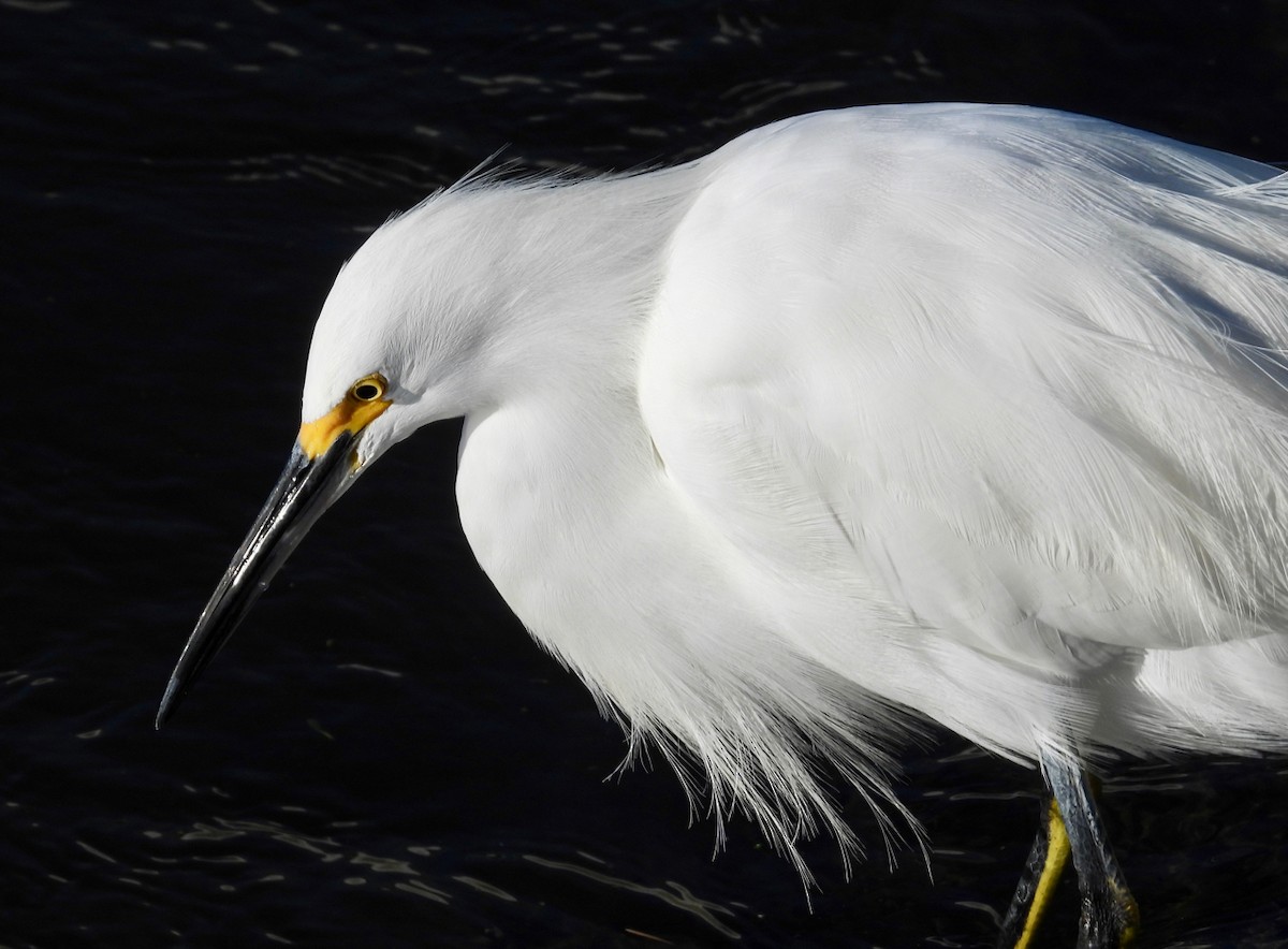 Snowy Egret - ML645764761