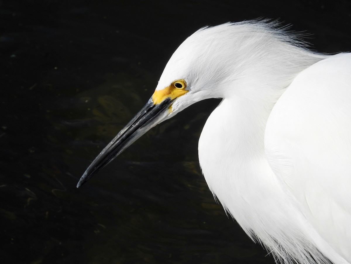 Snowy Egret - ML645764762
