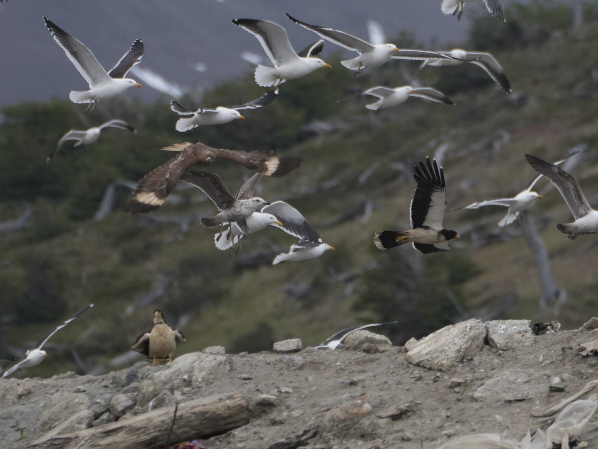 White-throated Caracara - ML645764782