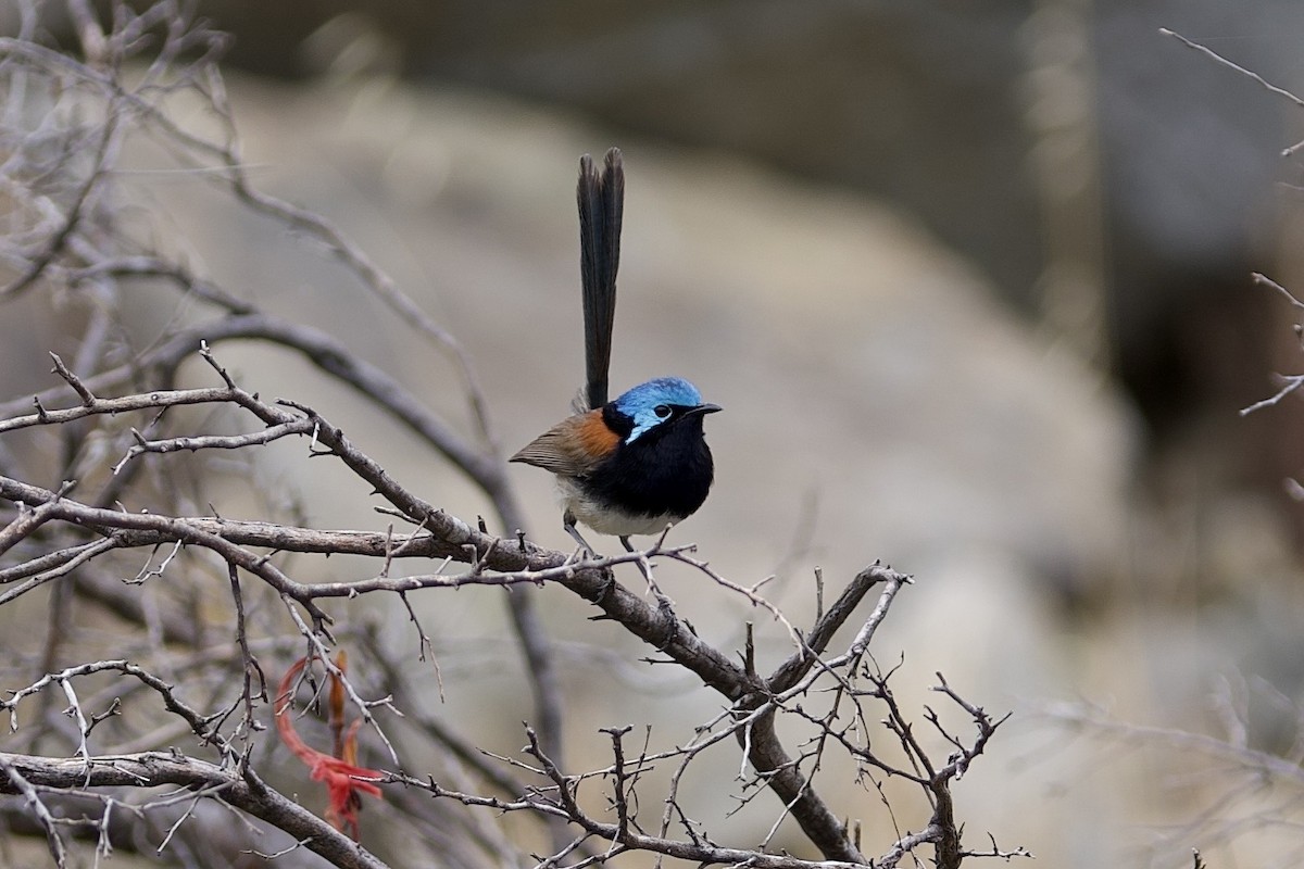 Red-winged Fairywren - ML645764784
