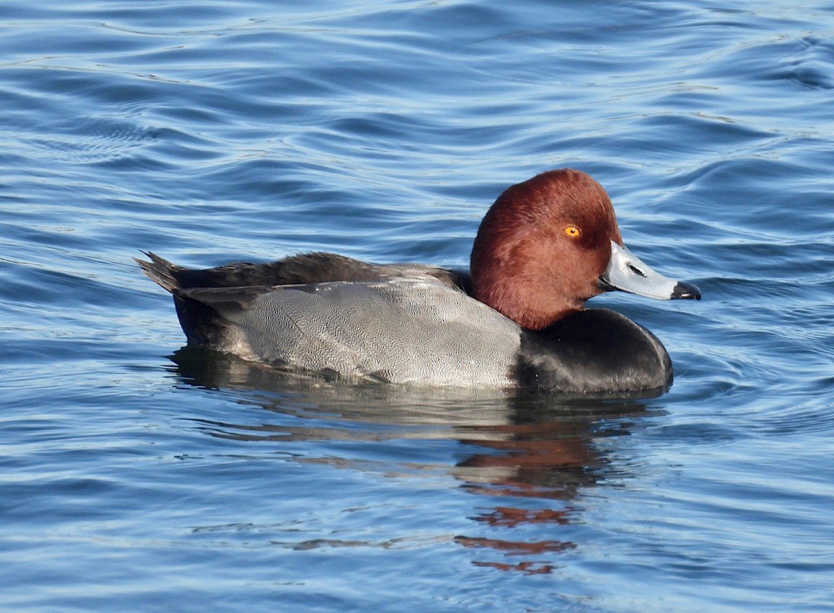 Redhead - ML645764785