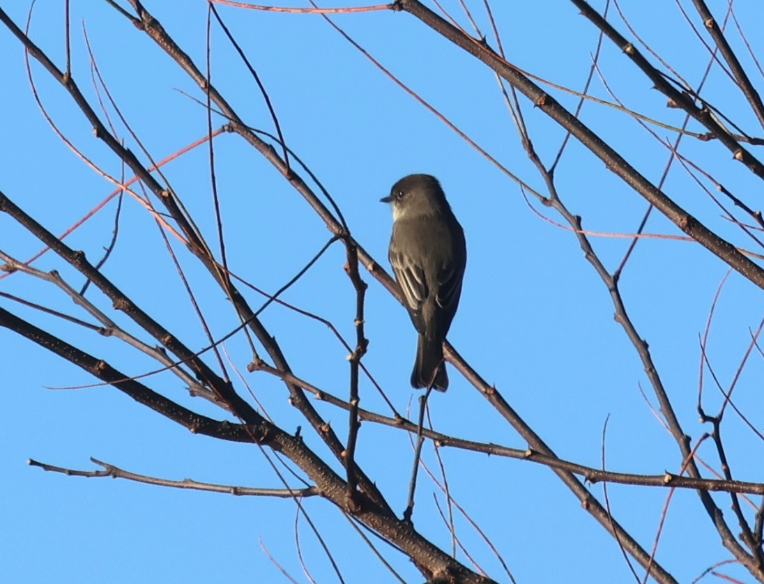 ツキヒメハエトリ - ML645764788