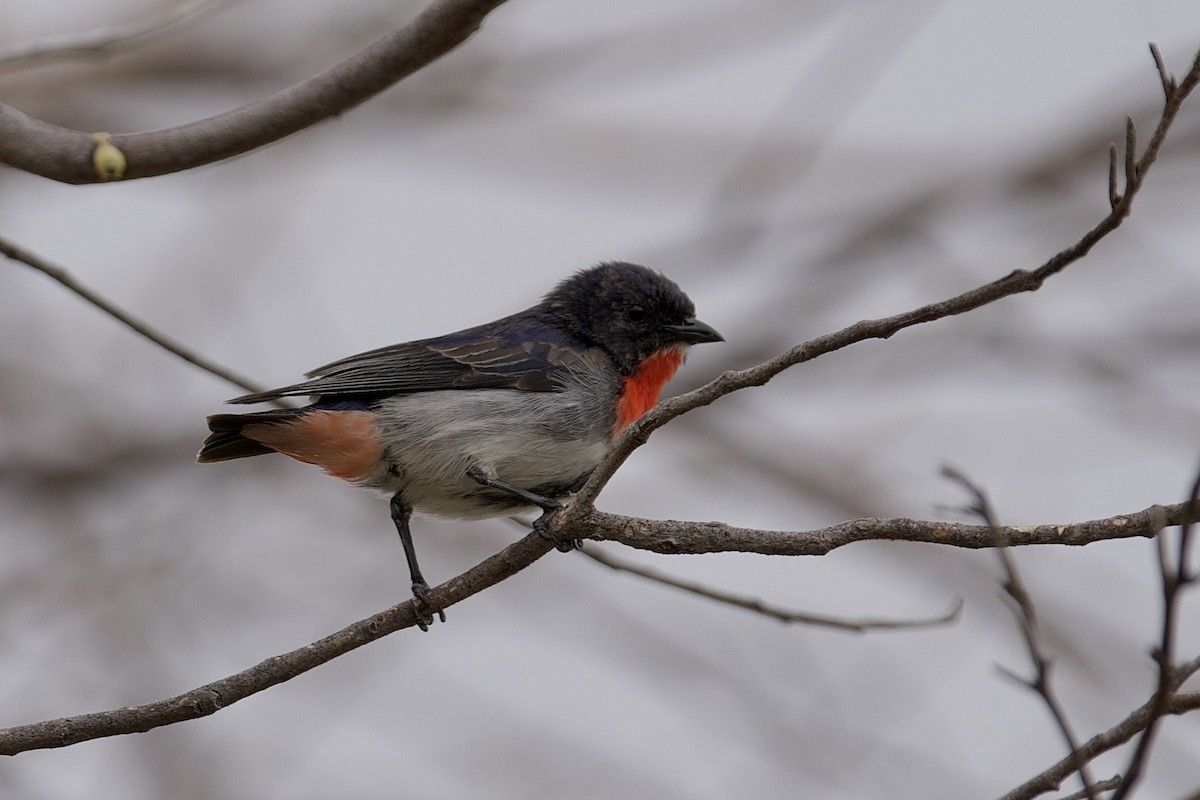 Mistletoebird - ML645764790