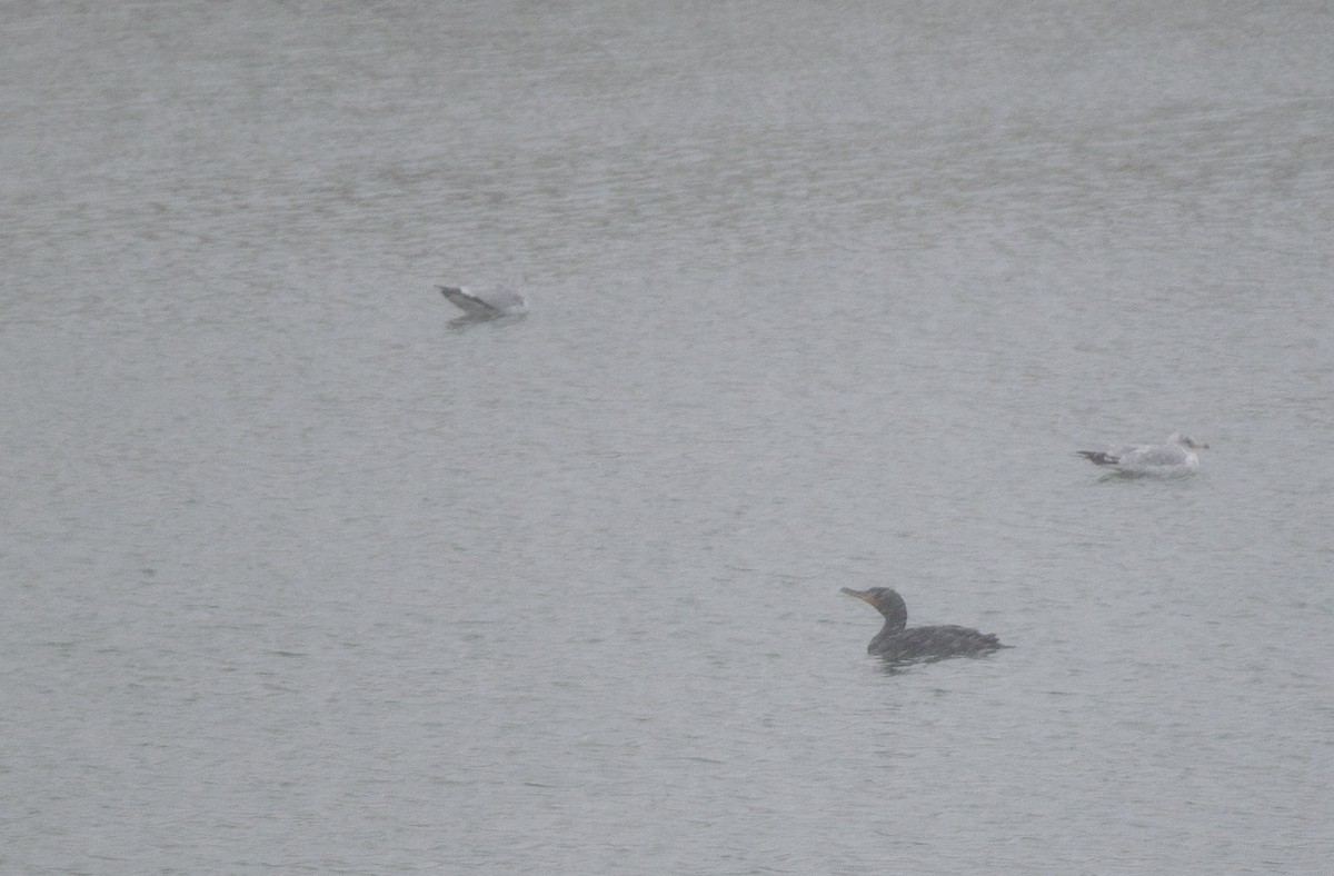 Double-crested Cormorant - ML645764795