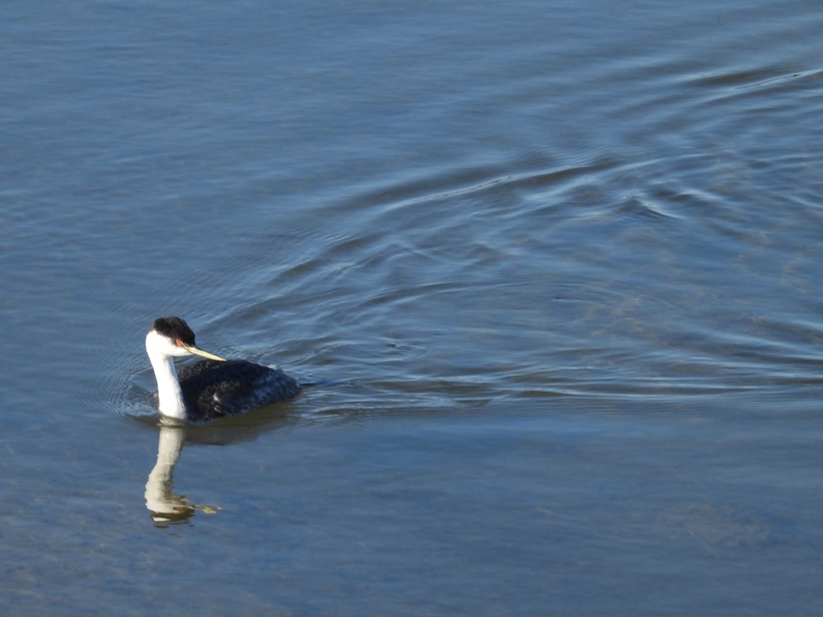 Western Grebe - ML645764798