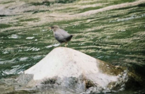 American Dipper - ML645764804