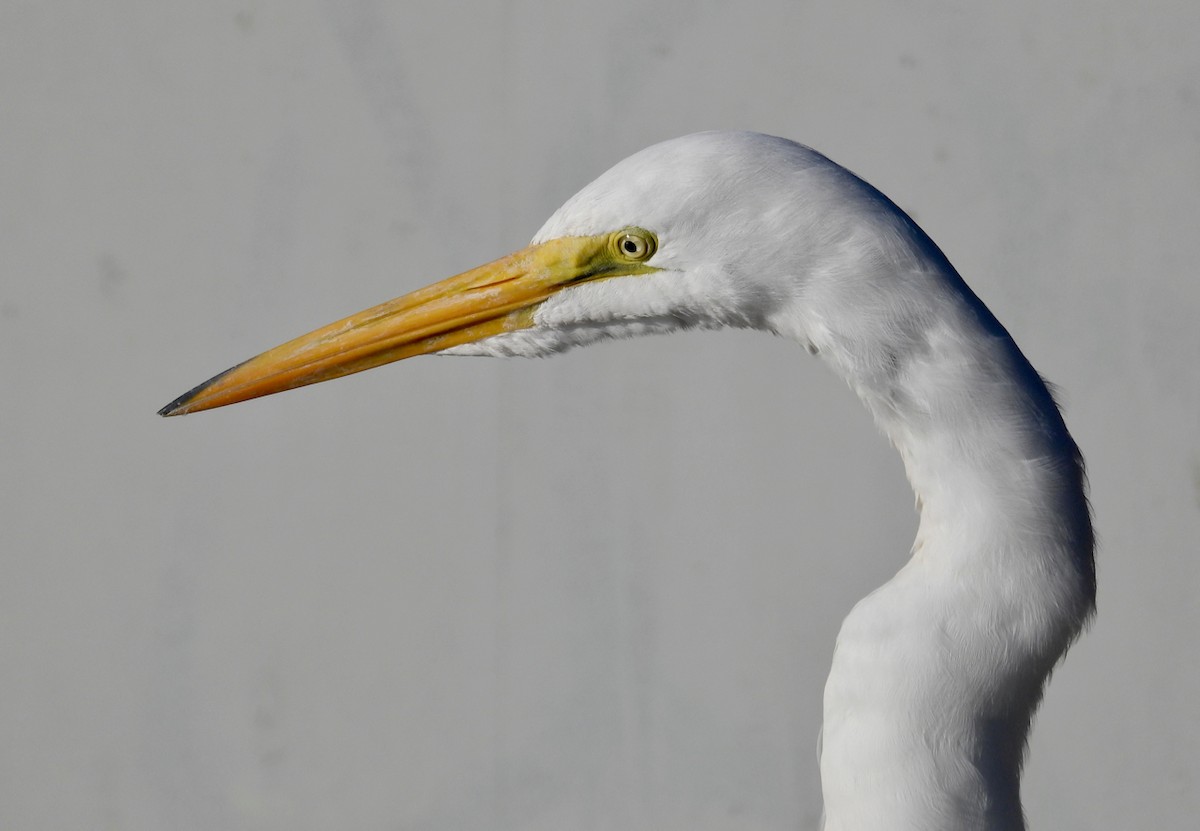 Garceta Grande - ML645764819