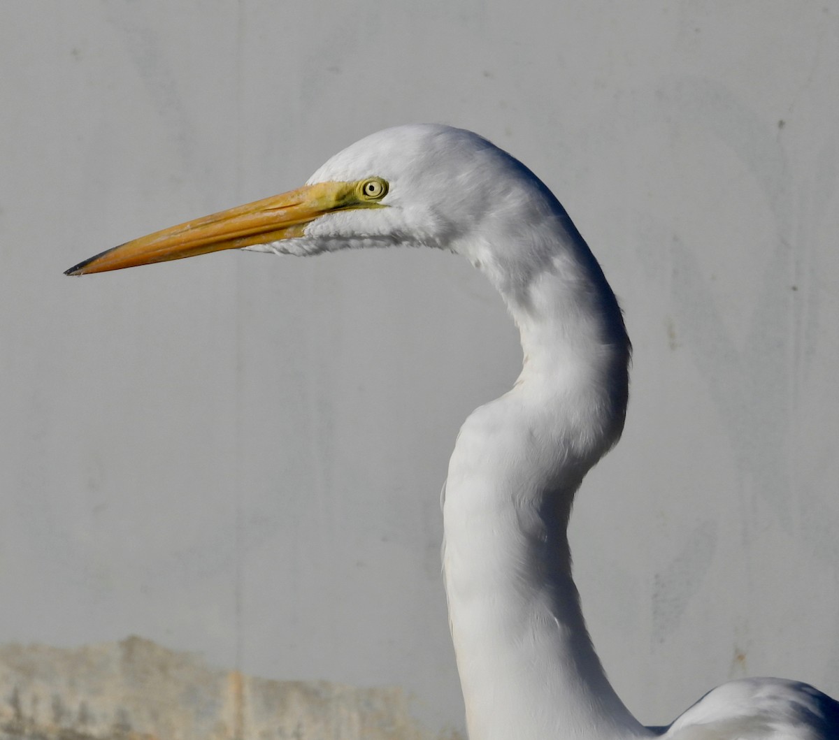 Garceta Grande - ML645764820