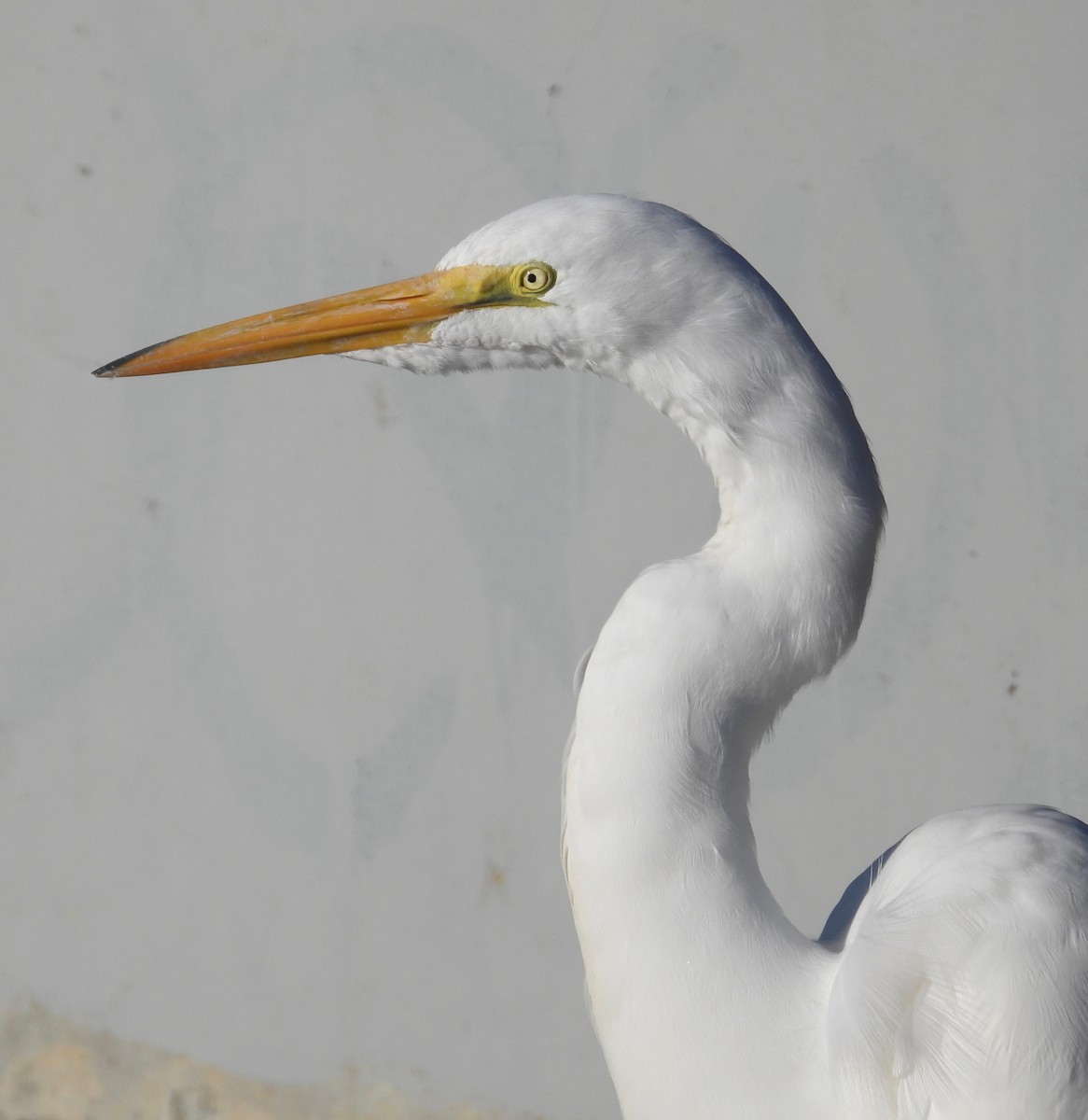 Garceta Grande - ML645764821