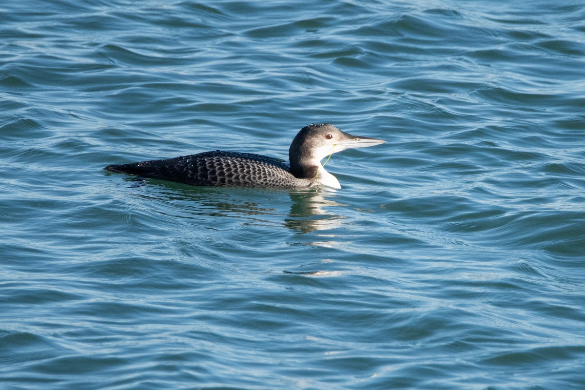 Common Loon - ML645764827