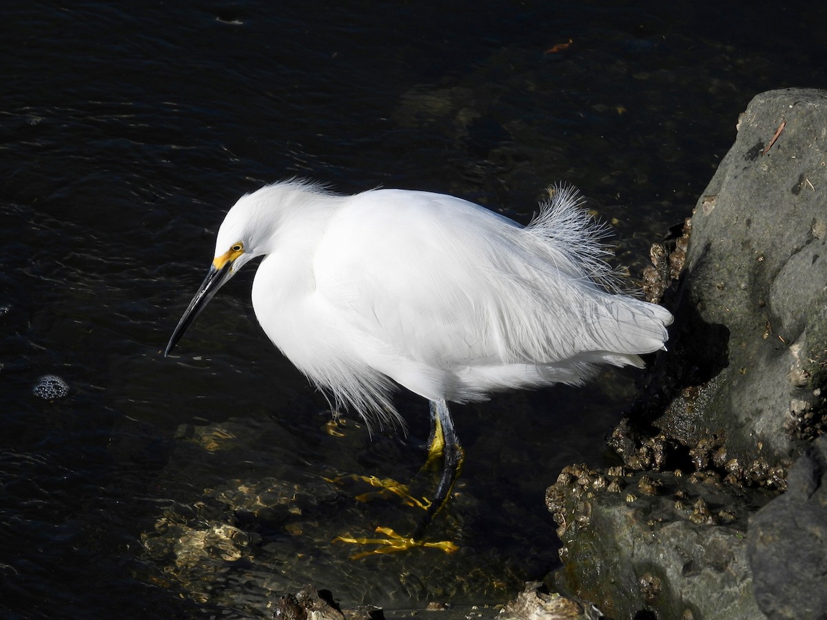 Snowy Egret - ML645764829