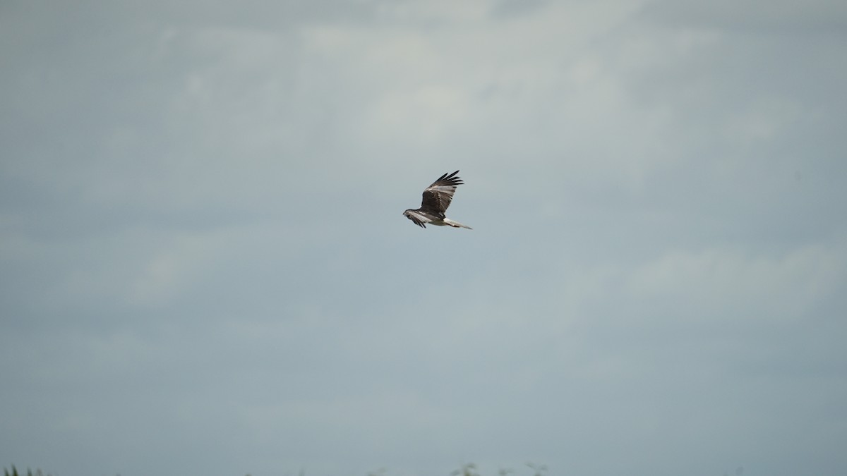Busard de Nouvelle-Guinée - ML645764839