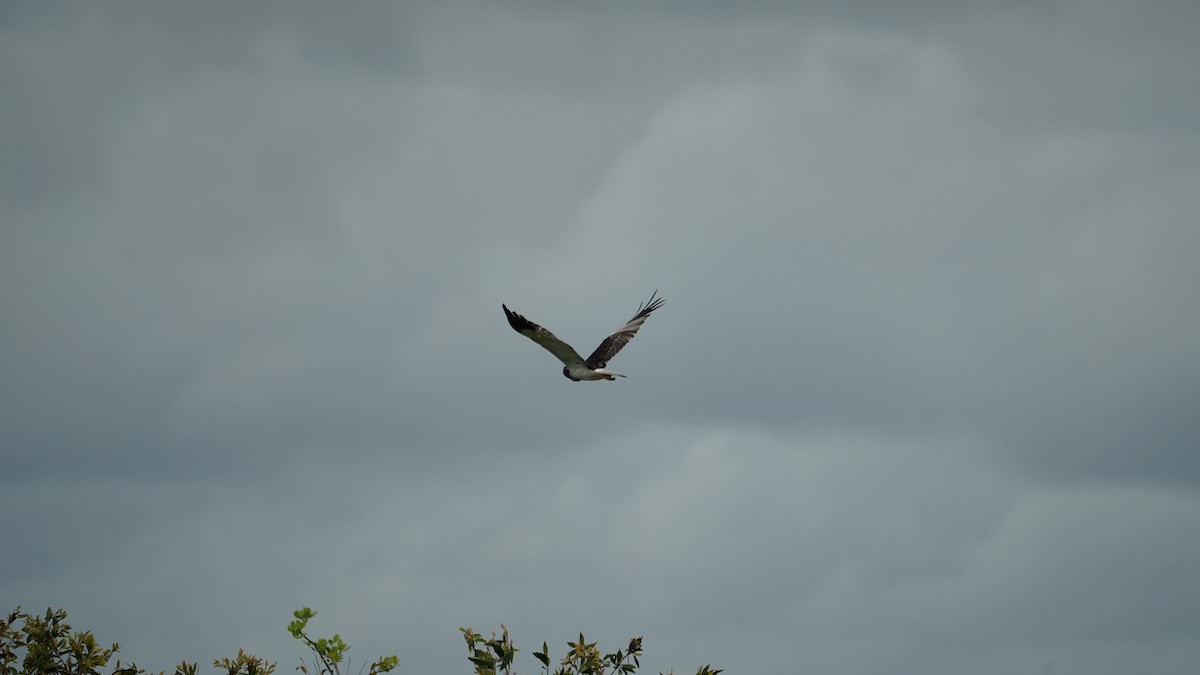 Busard de Nouvelle-Guinée - ML645764840