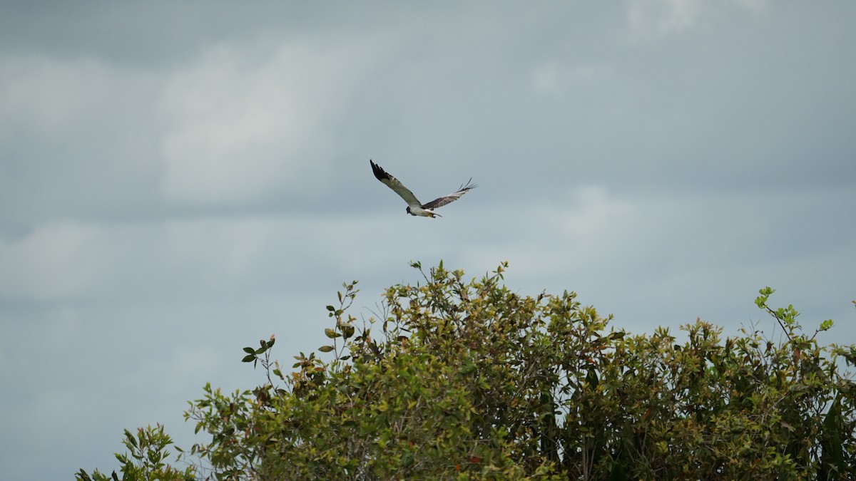 Busard de Nouvelle-Guinée - ML645764841