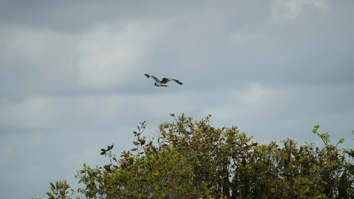 Busard de Nouvelle-Guinée - ML645764842