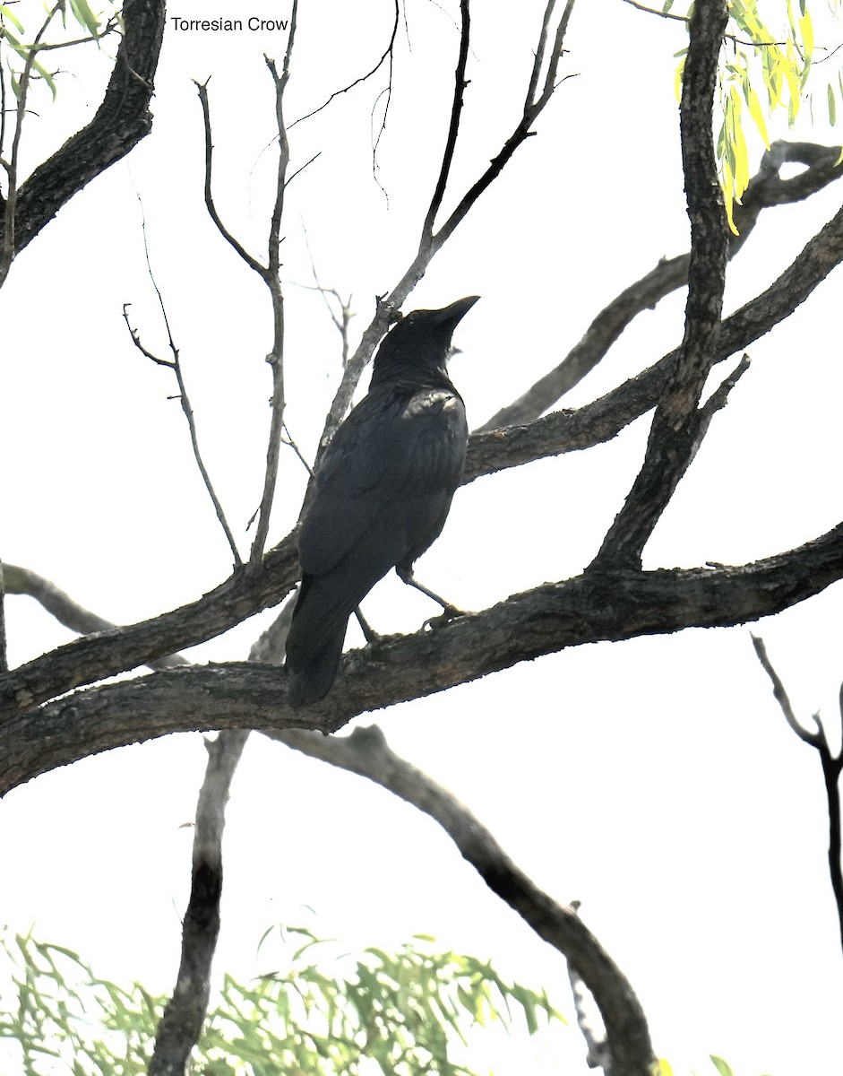 Torresian Crow - ML645764843