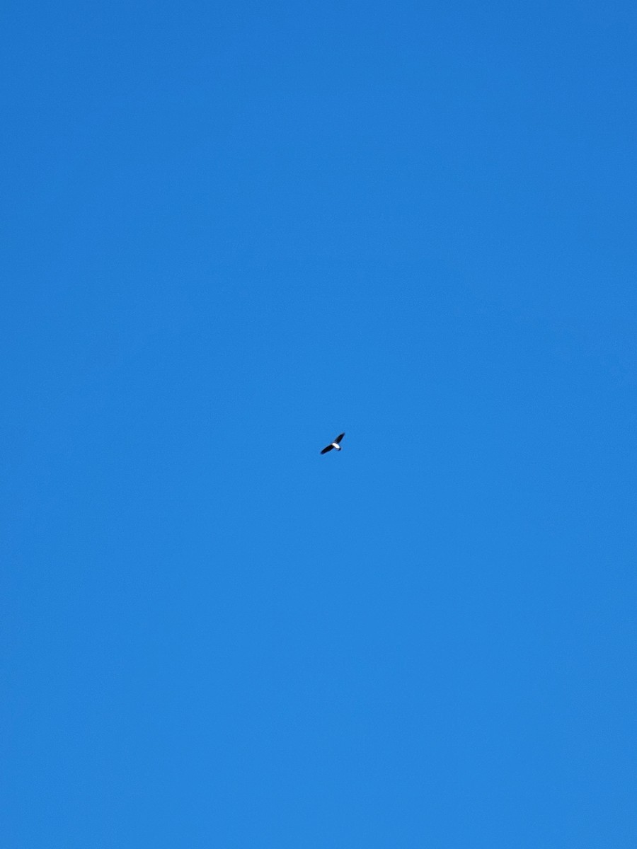 Яструб чорноголовий - ML645764844