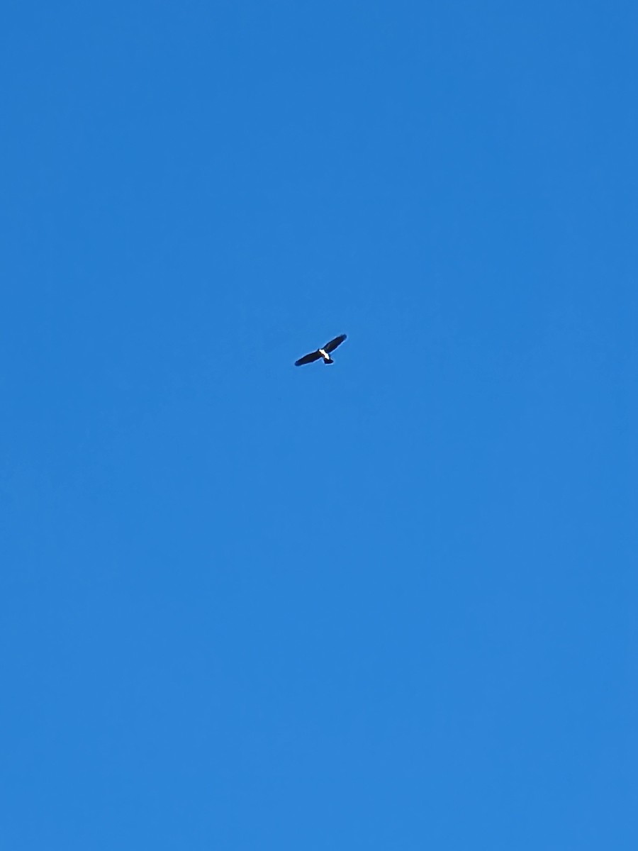 Яструб чорноголовий - ML645764845