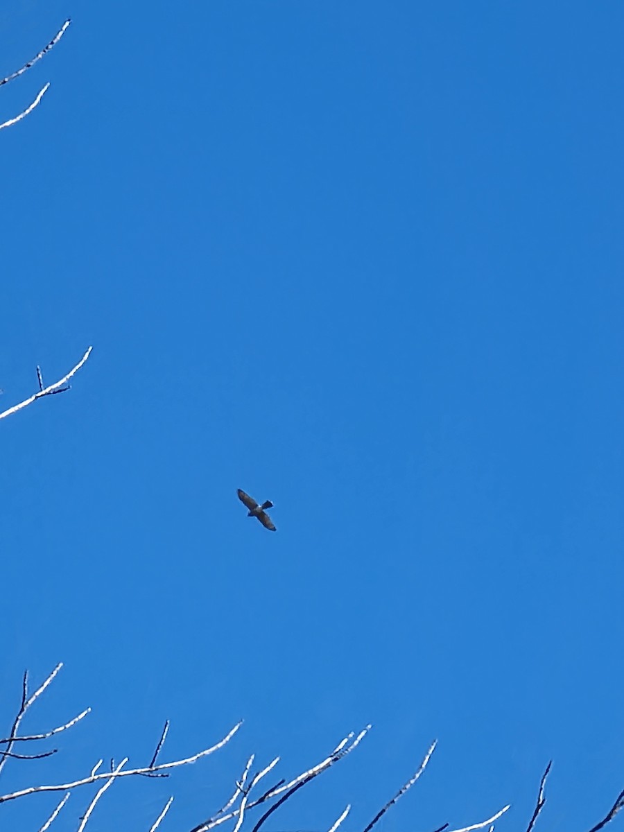 Яструб чорноголовий - ML645764846