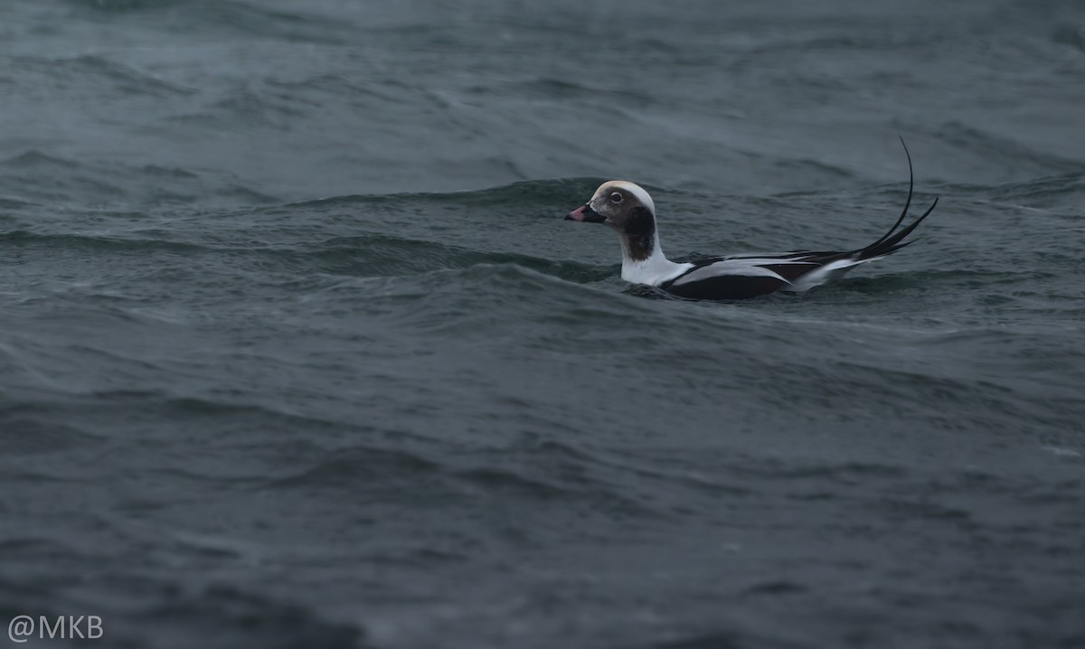 havelle - ML645764850