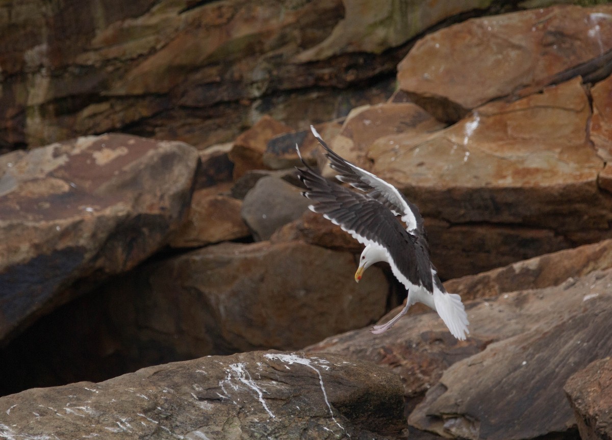 Gavión Atlántico - ML645764851