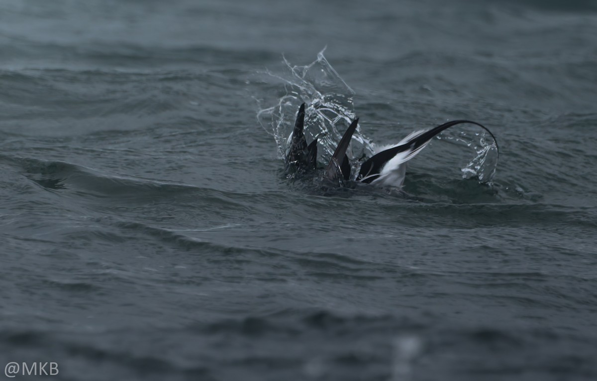 havelle - ML645764852