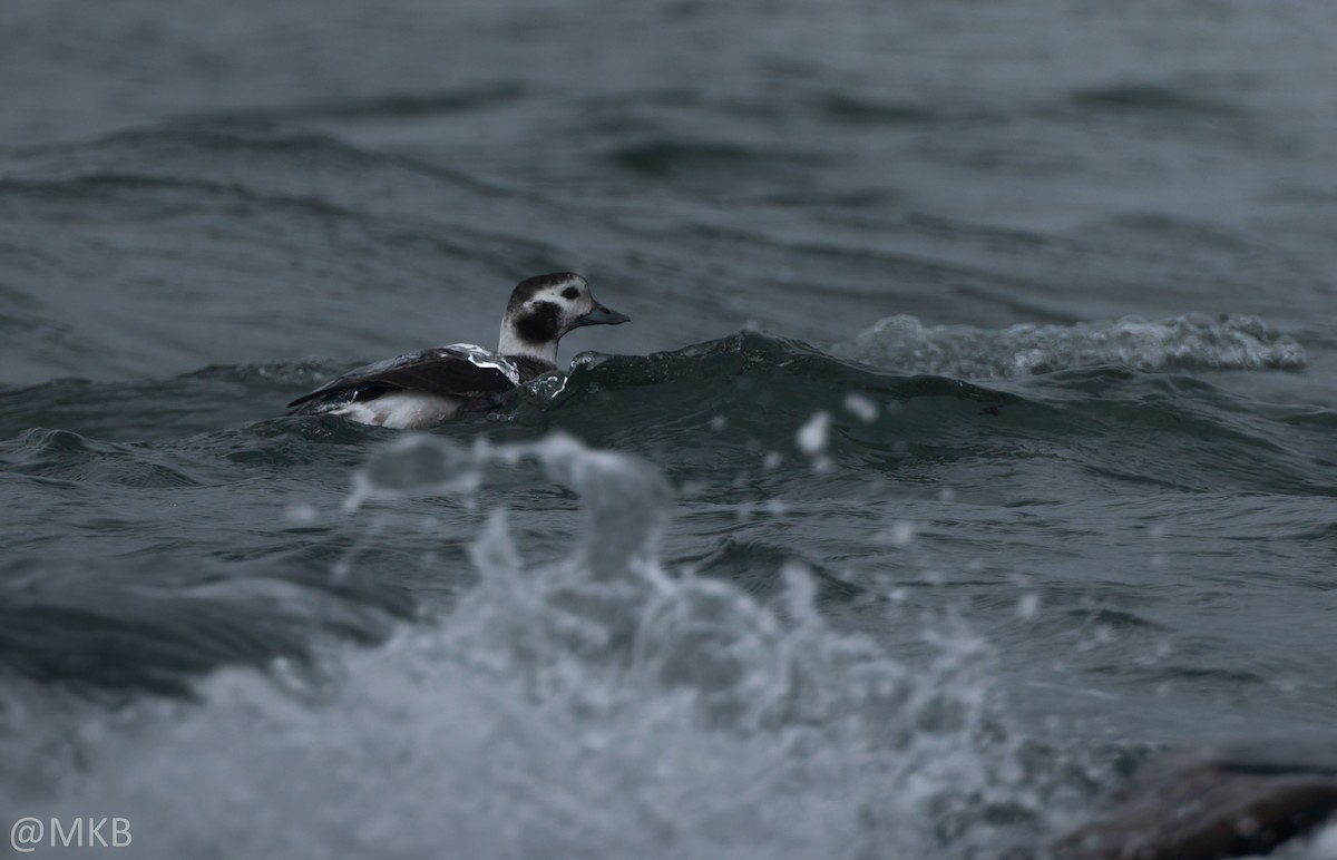 havelle - ML645764856