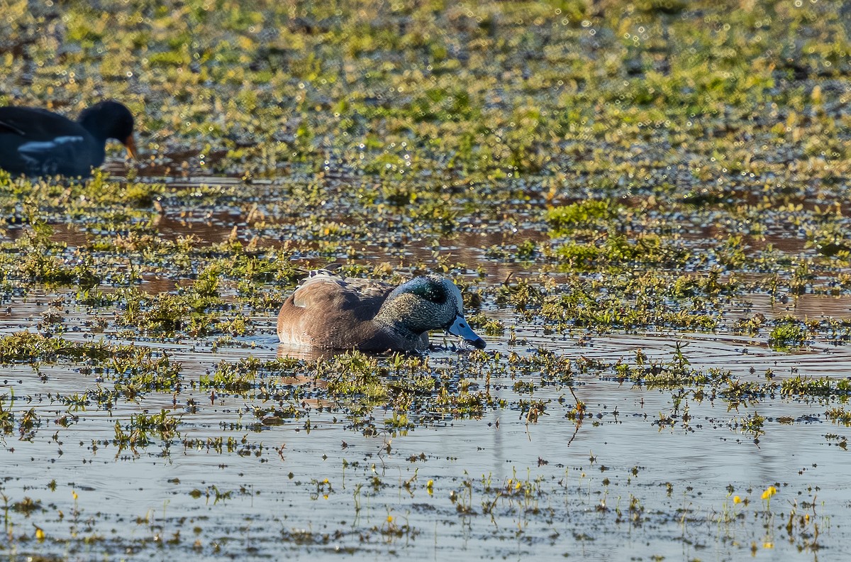 Свищ американський - ML645764863
