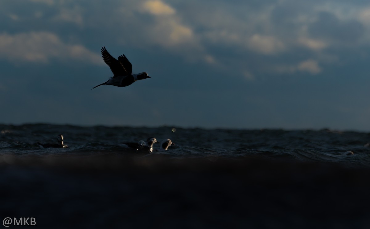 havelle - ML645764881