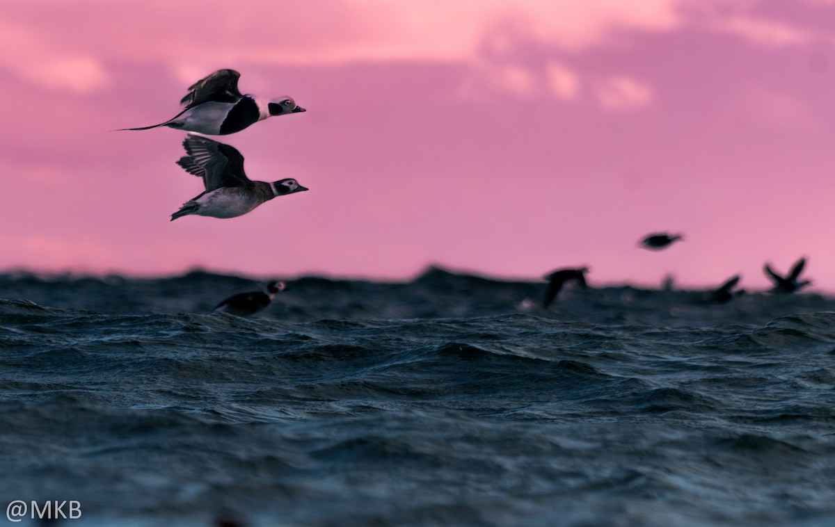 havelle - ML645764882